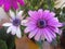 Daisy purple and pink flower