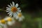 Daisy after rain, close-up, fuzzy dark background