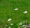 Daisy\'s in the field