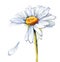 Daisy (series C)