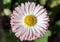 Daisy in spring field. Bellis perennis small flower, top view