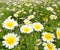 Daisy spring flowers field yellow and white meadow