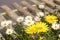 Daisy spring flowers on wood pallet, with fresh scent and wood grain in fuzzy blurred background.