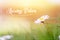 Daisy in springtime: Close up picture and morning sun, Text â€œSpring Vibes