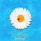 Daisy summer flower. Chamomile