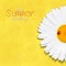 Daisy summer flower. Chamomile. Best Summer holidays