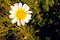 Daisy, Sunflower, Super-bloom, 2017