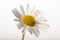 Daisy Sunshine - Isolated Flower Head