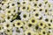 Daisy texture. Group of Chamomile flower heads. background. bouquet of beautiful daisies flowers, close up