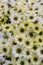 Daisy texture. Group of Chamomile flower heads. background. bouquet of beautiful daisies flowers, close up. vertical photo