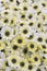 Daisy texture. Group of Chamomile flower heads. background. bouquet of beautiful daisies flowers, close up. vertical photo