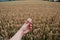 A daisy and wheat field