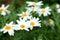 Daisy white flower