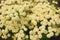 Daisy white flower yellow pollen in clump garden mild soft