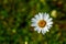 Daisy Wild Flower with Raindrops on its Petals