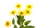 Daisy yellow flower isolated