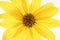 Daisy yellow flower, macro studio shot