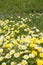 Daisy yellow flowers green nature