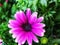 Daisybushes flowers that bloom in purple with white gradations