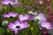 Daisybushes - Osteospermum in a garden