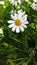 Daisyflower