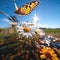 daisyt flowers and bee and butterfly sitting on fruits, mandarin,olives,apples flowering branch with drops of morning dew water