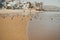 Dakhla, MOROCCO - JANUARY 18, 2020: a brown seagull in front of the ocean with houses in the background