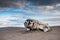 Dakota plane wreckage, Iceland