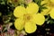 Dakota Sunspot Potentilla   810423