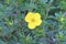 Dakota Sunspot Potentilla   845676