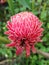 Dala Flower, red flower, Torch ginger or flower is blooming in t