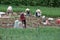 Dalat farmers harvested onions