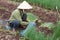 Dalat farmers harvested onions