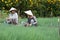 Dalat farmers harvested onions