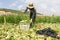 Dalat Farmers havesting the salad