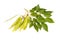Dalbergia or Rosewood sheesham. Plant with seed. Isolated on white background