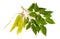 Dalbergia or Rosewood sheesham. Plant with seed. Isolated on white background
