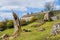 The Dales Way at Beckermonds near Yockenthwaite in Upper warfedale