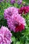 Dalhias Decorative Dahlias Alpen Pauline