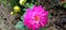 Dalia dahlia flower buds stock photo