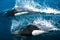 Dall`s porpoises surfacing