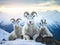 Dall Sheep in