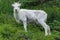 Dall Sheep