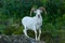 Dall Sheep