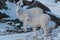 Dall Sheep