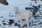 Dall Sheep