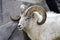 Dall Sheep