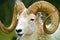 Dall Sheep Closeup