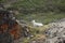 Dall sheep at Denali National Park