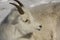 Dall Sheep Ewe